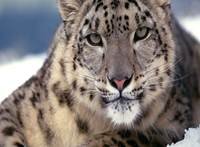 pic for snow leopard 1920x1408